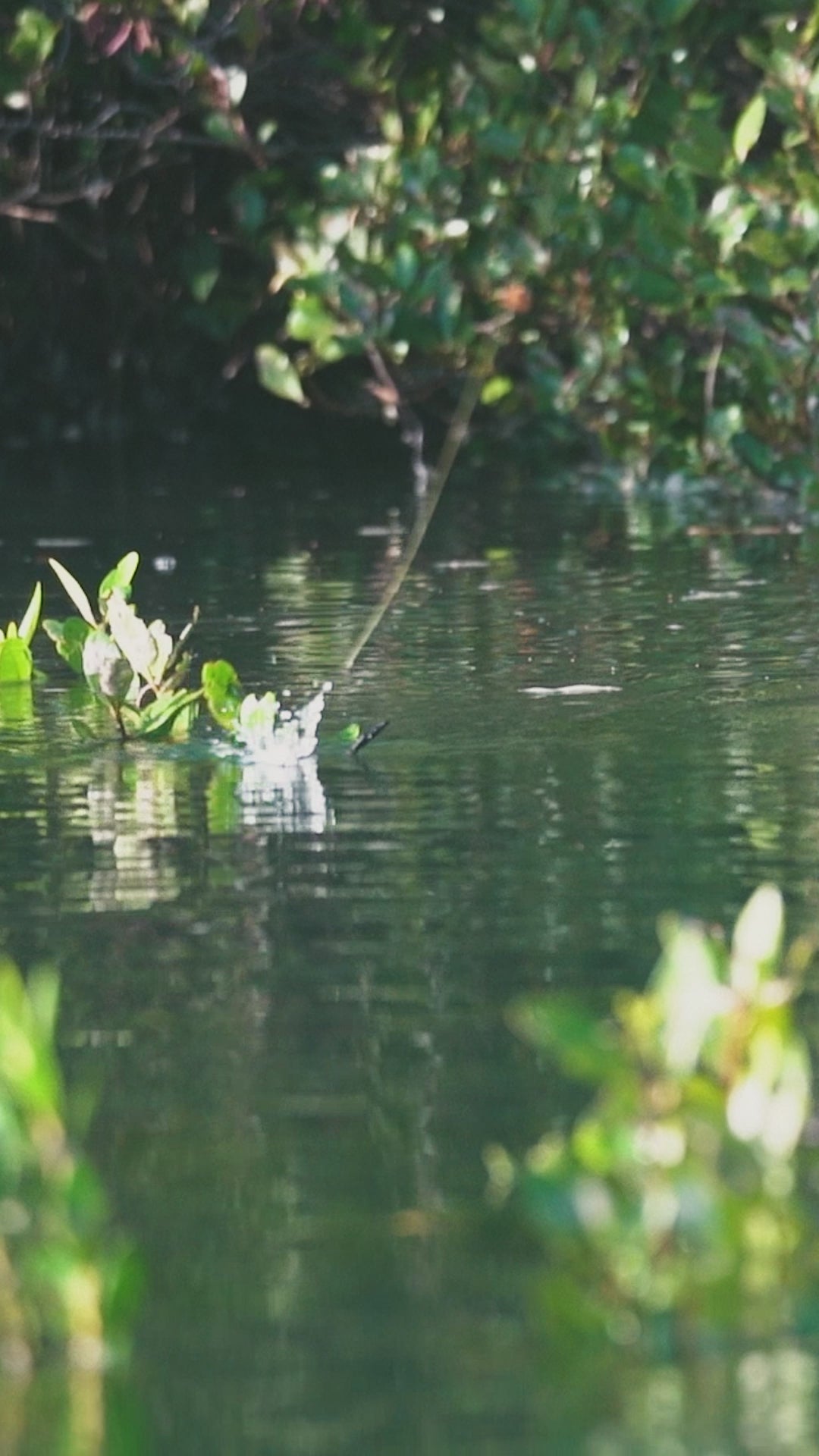 3" Skip Frog Jr. Marshmallow [4 pk]
